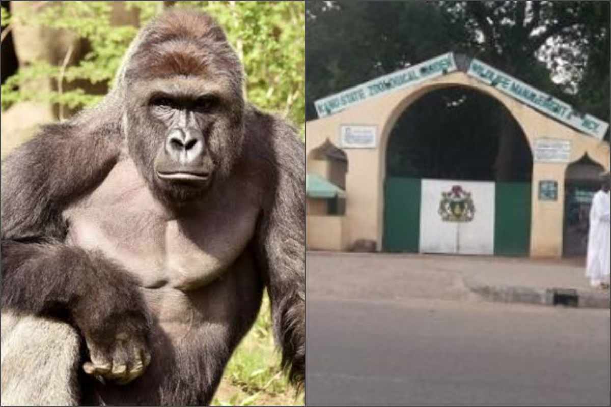 Gorilla swallows N6.8 million Kano Zoo -finance officer claims
